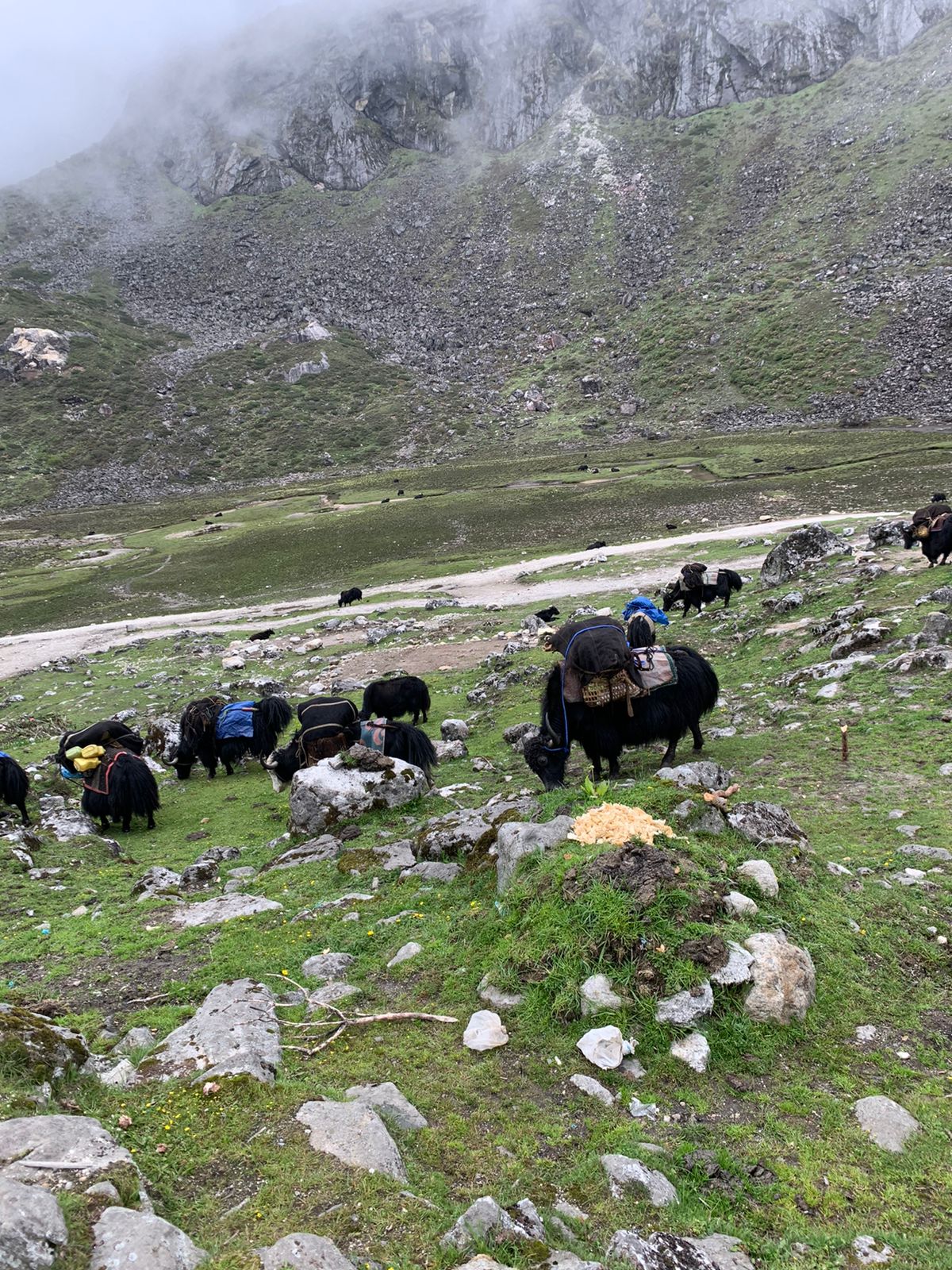 Yaks move from the mountainous areas of Tawang