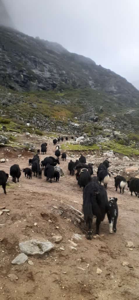 Yaks move from the mountainous areas of Tawang