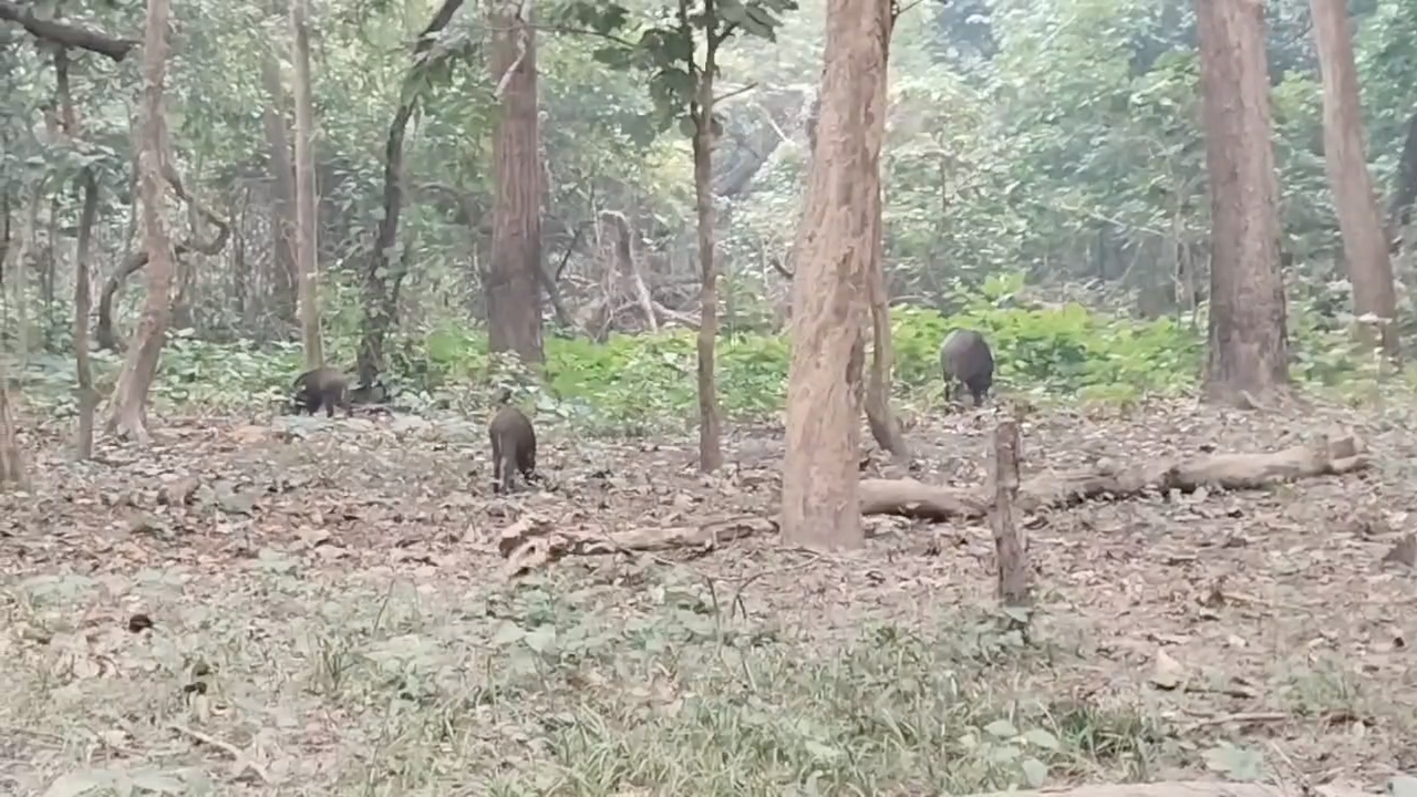 Valmiki Tiger Reserve