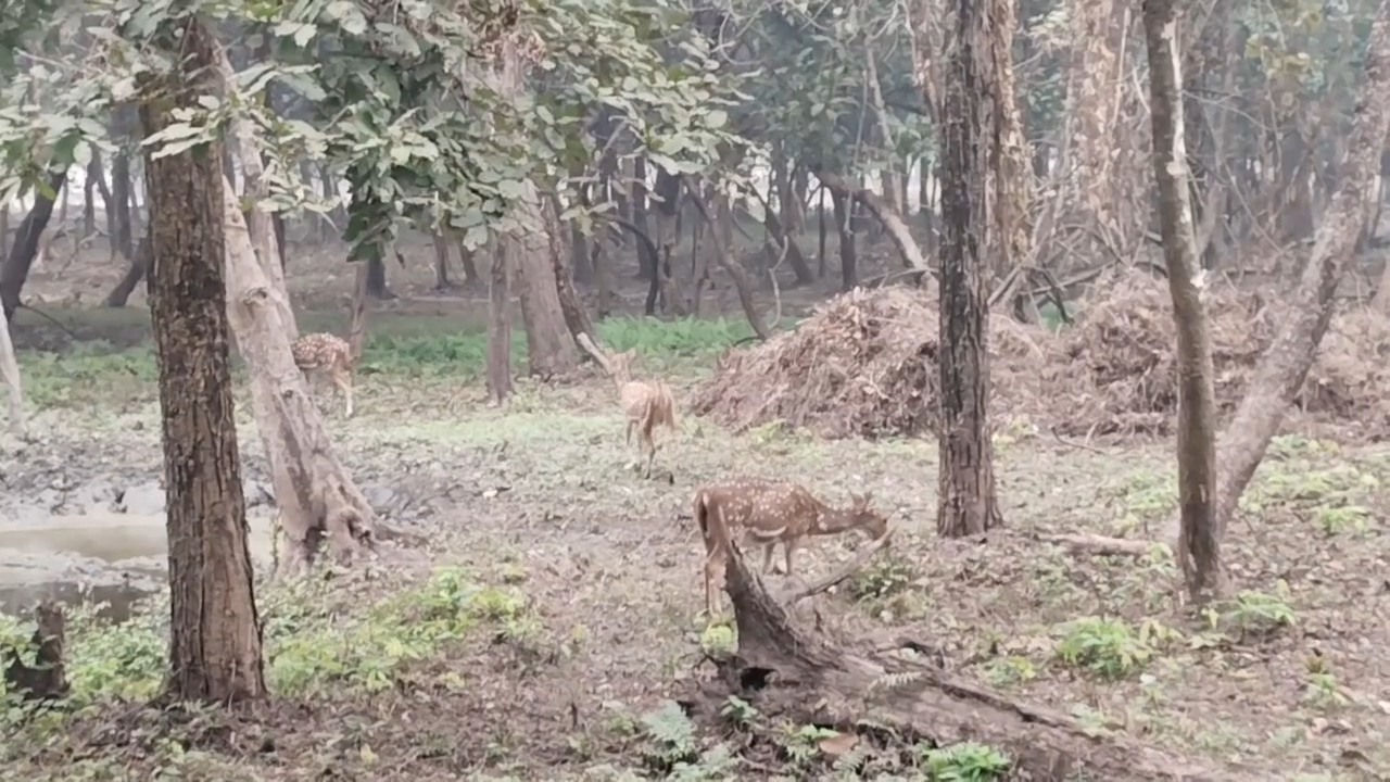 Valmiki Tiger Reserve