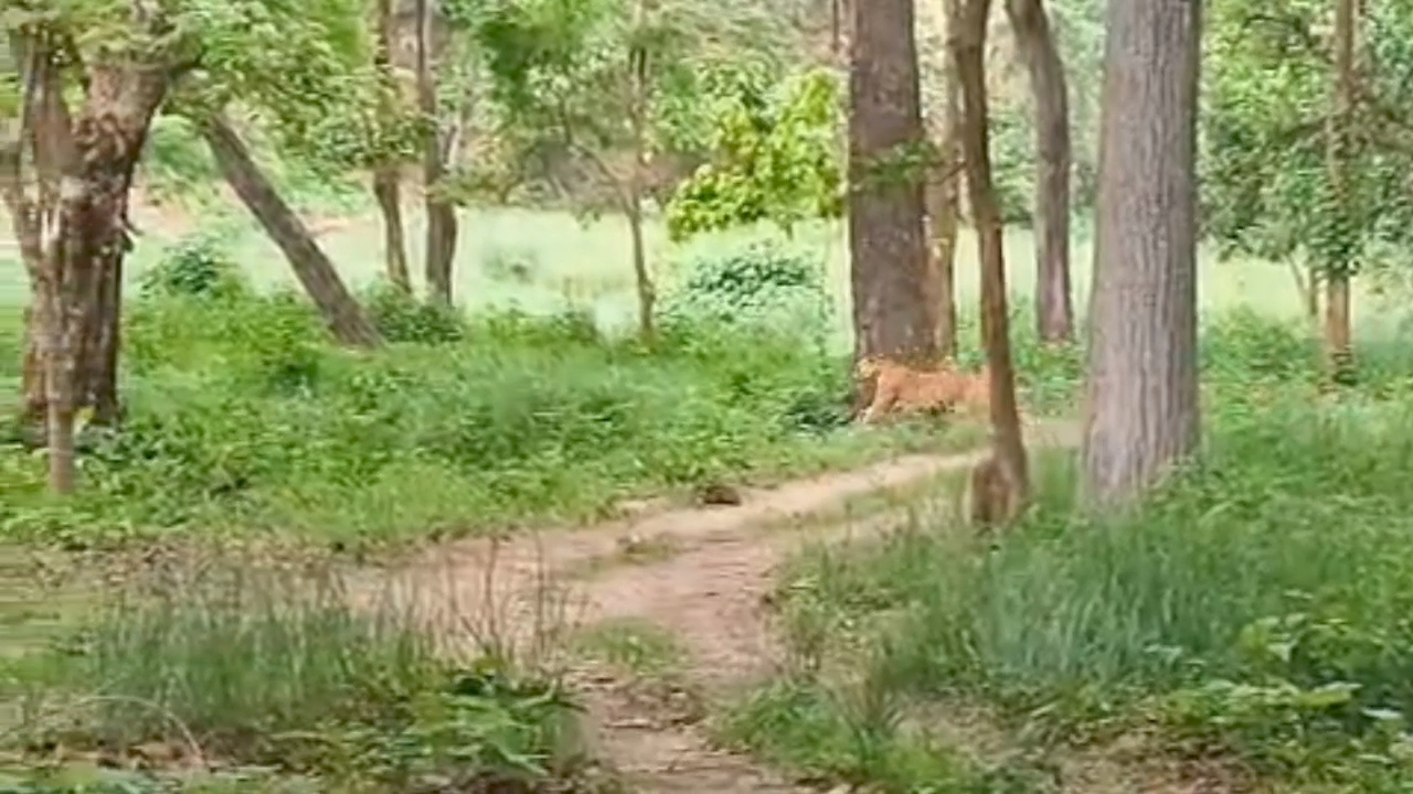 Valmiki Tiger Reserve