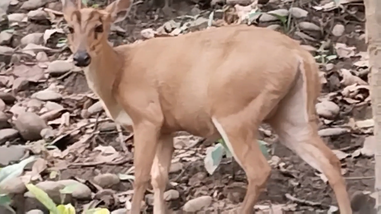 Valmiki Tiger Reserve