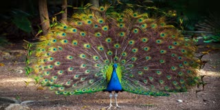 SEONI PEACOCK DANCING VIDEO