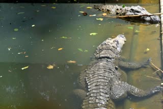 முதலைகள் புகைப்படம்