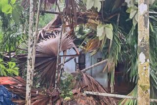 Monsoon Kerala impact Flood disaster news Weather related injuries Infrastructure damage India