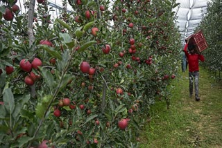 A labourer carries harvested hybrid apples at an orchard on the outskirts of Srinagar