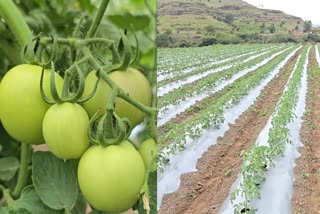 Tomato Farmers Success Story