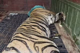Tigress RBT2508