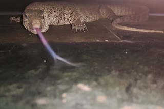 Snake catcher rescues snakes