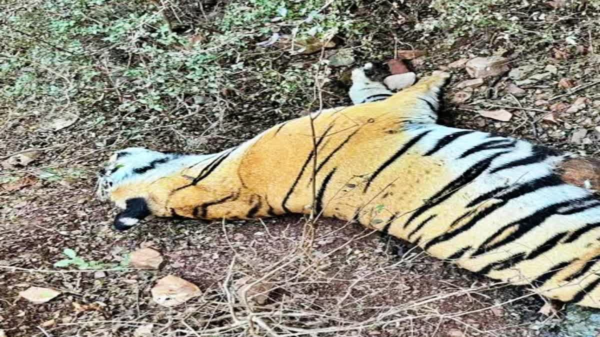 Umaria Bandhavgarh National Park