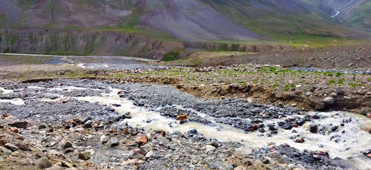 Gaddi people Rescue in Spiti Valley.