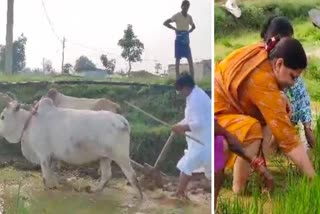 Vinay Jaiswal farming video viral