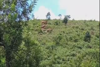 elephant that damaged the school