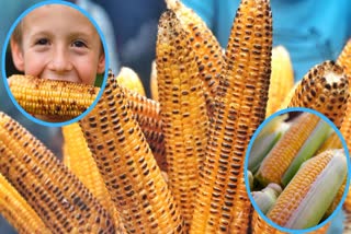 Corn Benefits