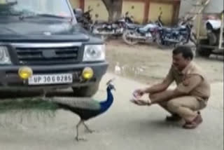 A video of friendship between Arval’s chief Shyamu Kanoujia and a peacock is all the rage in the Hardoi district of Uttar Pradesh.