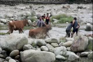 Brave youths rescue cattle trapped in floods in Jammu and Kashmir