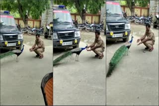 peacock and policeman friendship