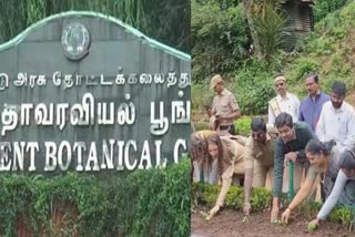 planting of flower seedlings