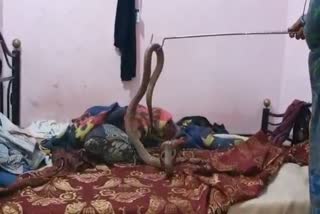 Watch Video: Snake was sleeping comfortably in bedroom