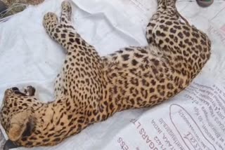 female leopard died