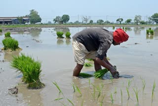 Crops Inflation Rate