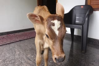 Calf with Rupee Symbol on forehead  Rupee Symbol  Kasaragod  നെറ്റിയില്‍ രൂപയുടെ ചിഹ്നമായി ജനനം  രൂപയുടെ ചിഹ്നം  കർഷക പുരസ്‌കാരം  മണികുട്ടന്‍  പശുക്കിടാവ്  പശു  രൂപ