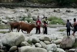 youth bring the three cattle from the flood