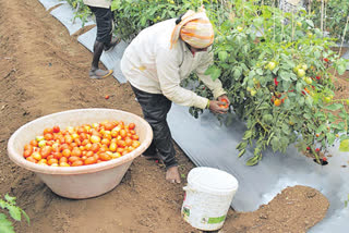 Farmers, who have earned crores from agriculture, are rare. But, skyrocketing prices of tomato prices across the country made two farmers crorepatis within a month. According to reports, Tukaram Bhagoji Gayakar from the Pune district of Maharashtra cultivated tomatoes on 12 acres. Due to a proper understanding of the crop, the yield has been good. With this, within a month, he earned more than Rs 1.50 crore. Each box was sold at the rate of Rs.2,100 in the Narayanganj market. On Friday, he sold around 900 boxes and earned Rs 18 lakhs.