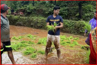 mp dr shrikant shinde is enjoying village life in his hometown cultivation of paddy fodder given to cows In satara