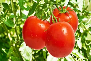 Tomato Price Update