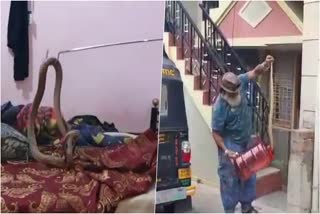 cobra lying next to a young man  cobra  Mysuru  ഉറങ്ങുന്ന യുവാവിനരികെ മൂര്‍ഖന്‍  ശബ്‌ദം കേട്ടുണര്‍ന്നതോടെ ഭയന്നോടി യുവാവ്  പാമ്പുപിടുത്തക്കാരനെത്തി  മൂര്‍ഖന്‍  Snake on Bed  പ്രജ്വല്‍  നാഗപൂജ