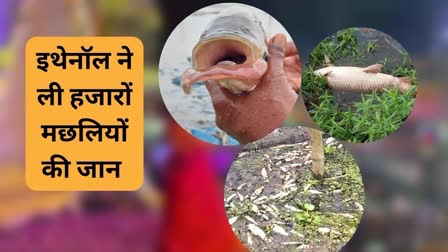 जहरीले पानी से मरी हजारों मछलियों