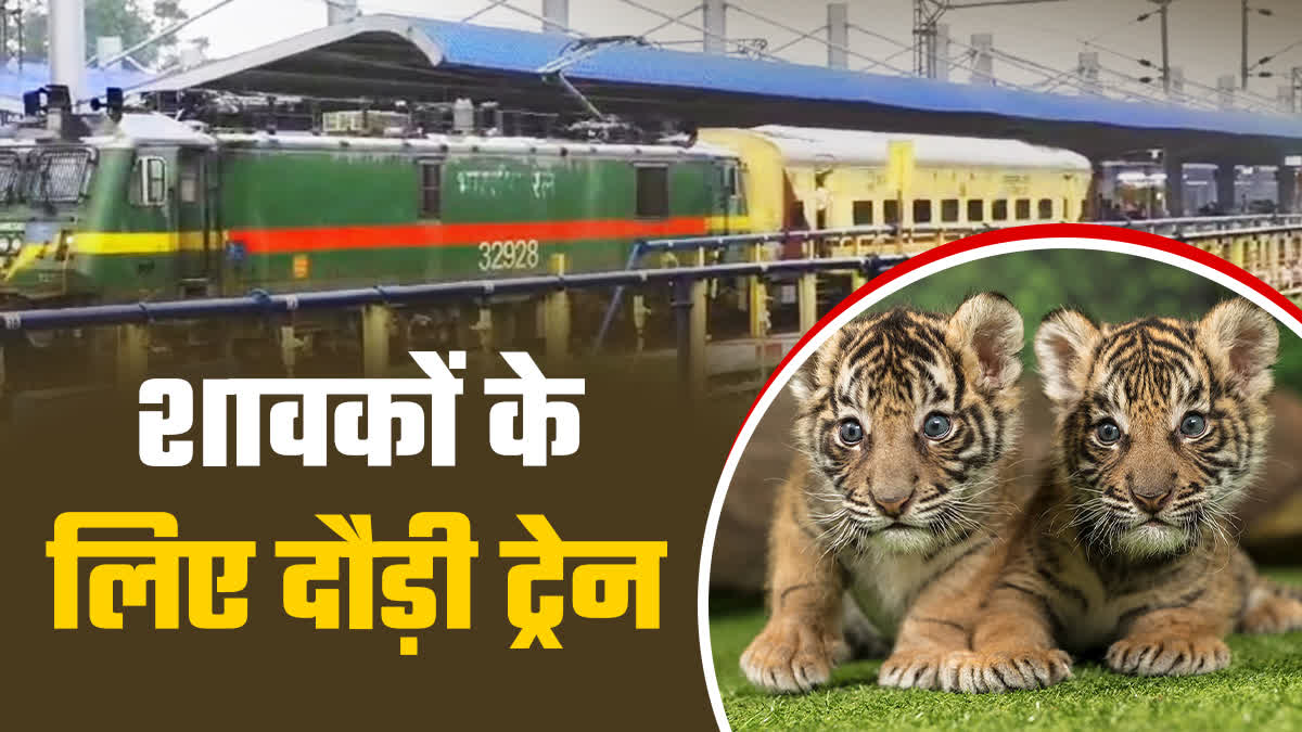 SPECIAL TRAIN TIGER CUBS RESCUE