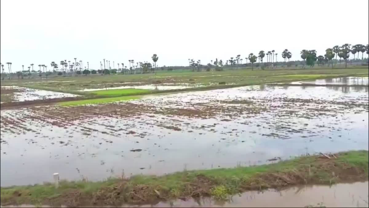 crops_damaged_in_krishna_district