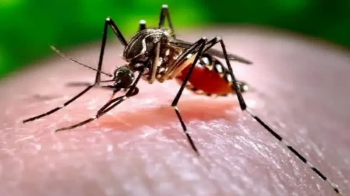 MALARIA  മലപ്പുറത്ത് നാല് പേർക്ക് മലമ്പനി  പൊ​ന്നാ​നി നിലമ്പൂർ  HEALTH DEPARTMENT