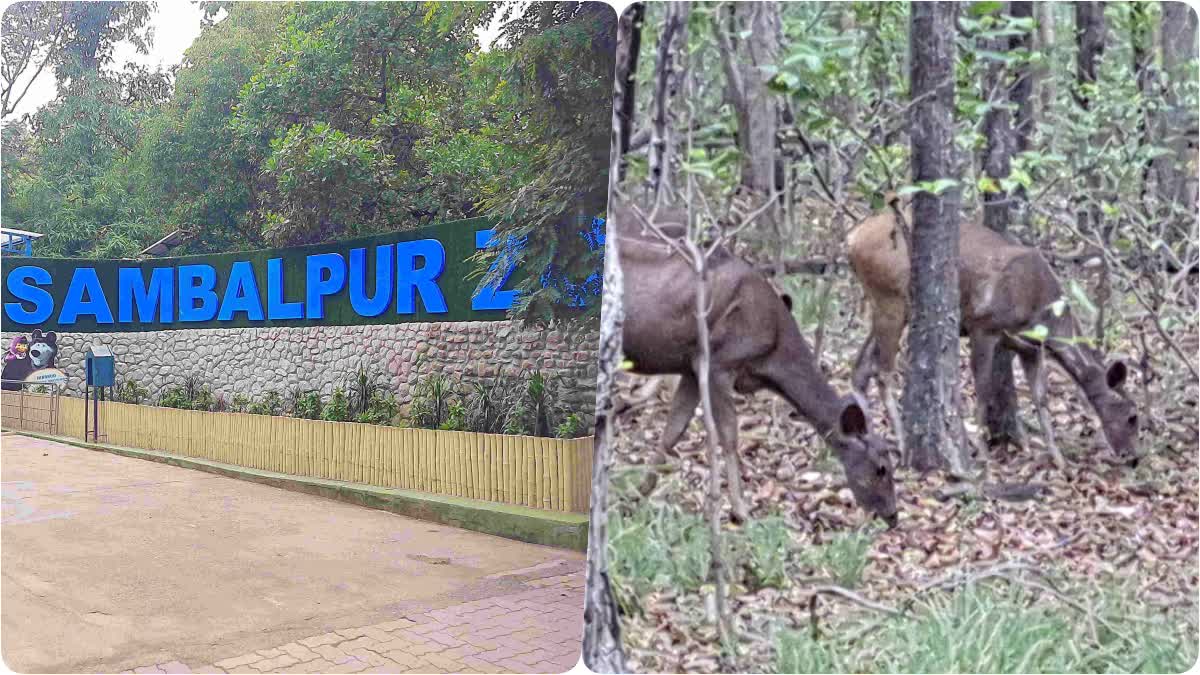 sambalpur zoo