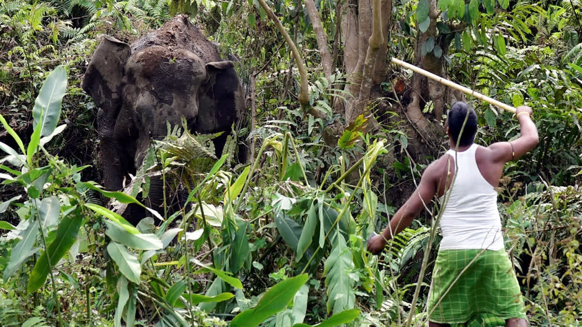 Residents of Kalloor staged a protest after a man died from injuries sustained in a wild elephant attack. They blocked a highway with an ambulance carrying Raju's body, demanding a permanent solution to human-wildlife conflicts and criticizing Minister O.R. Kelu's response.