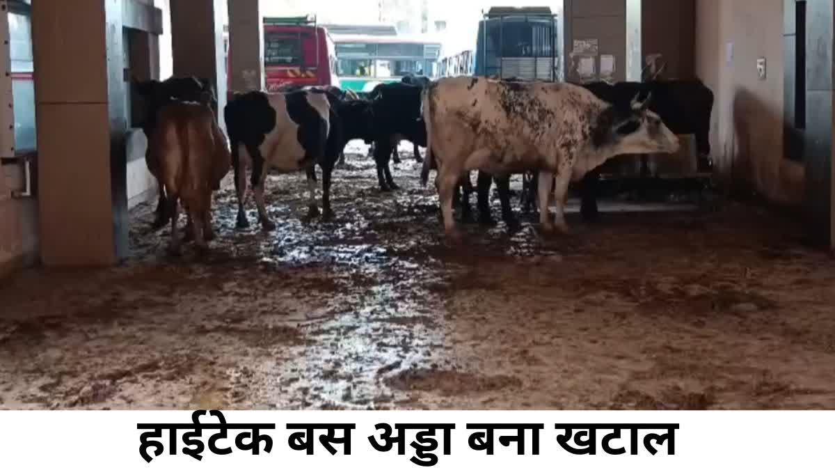 Hitech bus stand becomes cowshed