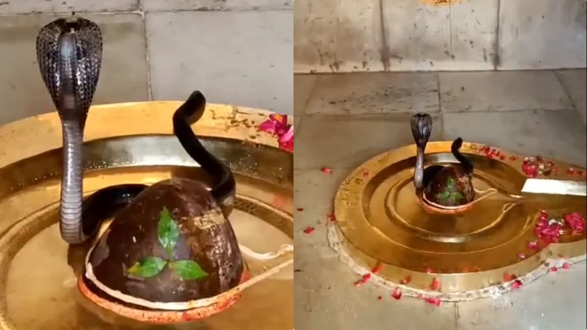 UJJAIN SNAKE ON SHIVLING