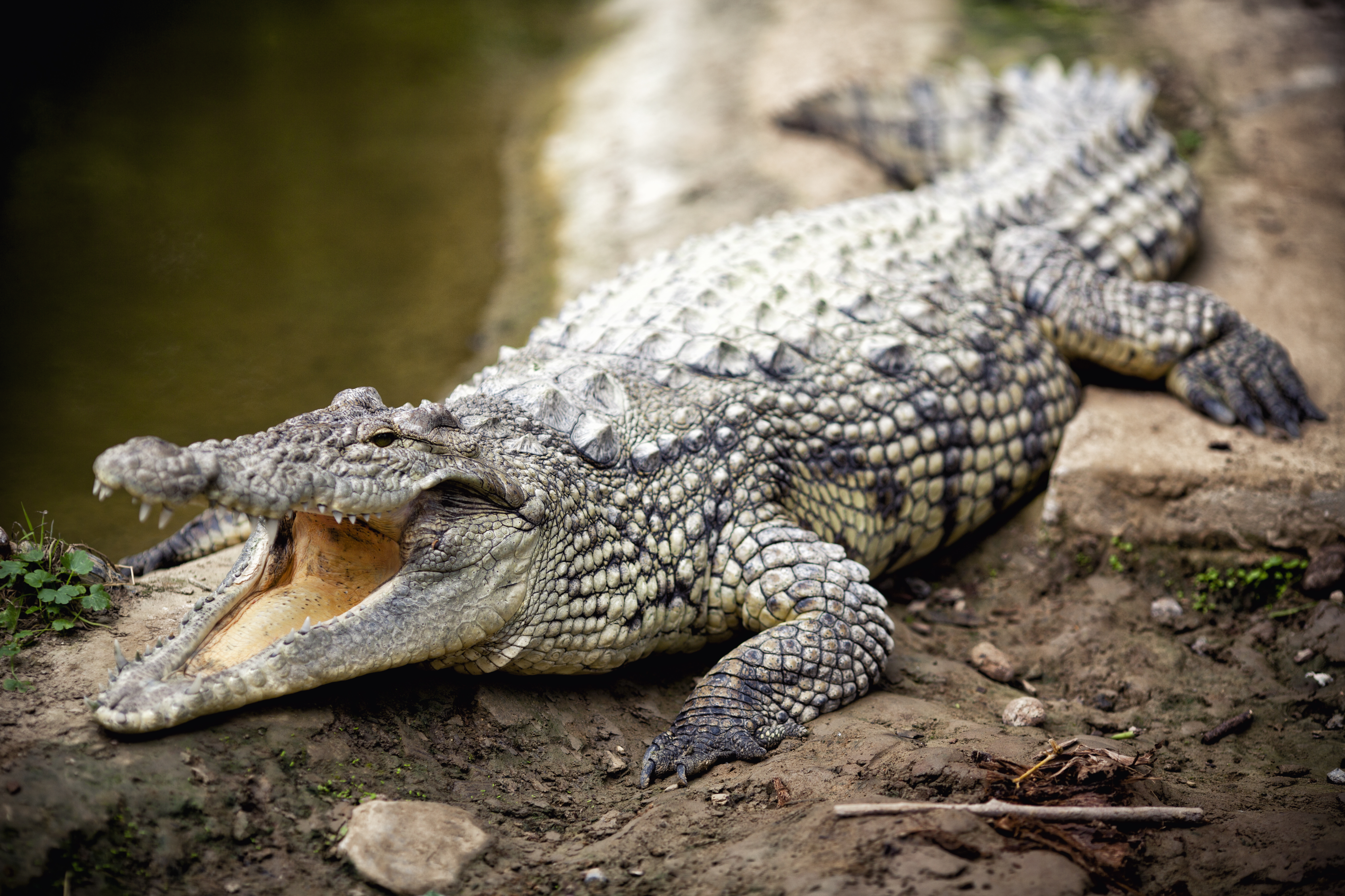 World Crocodile Day