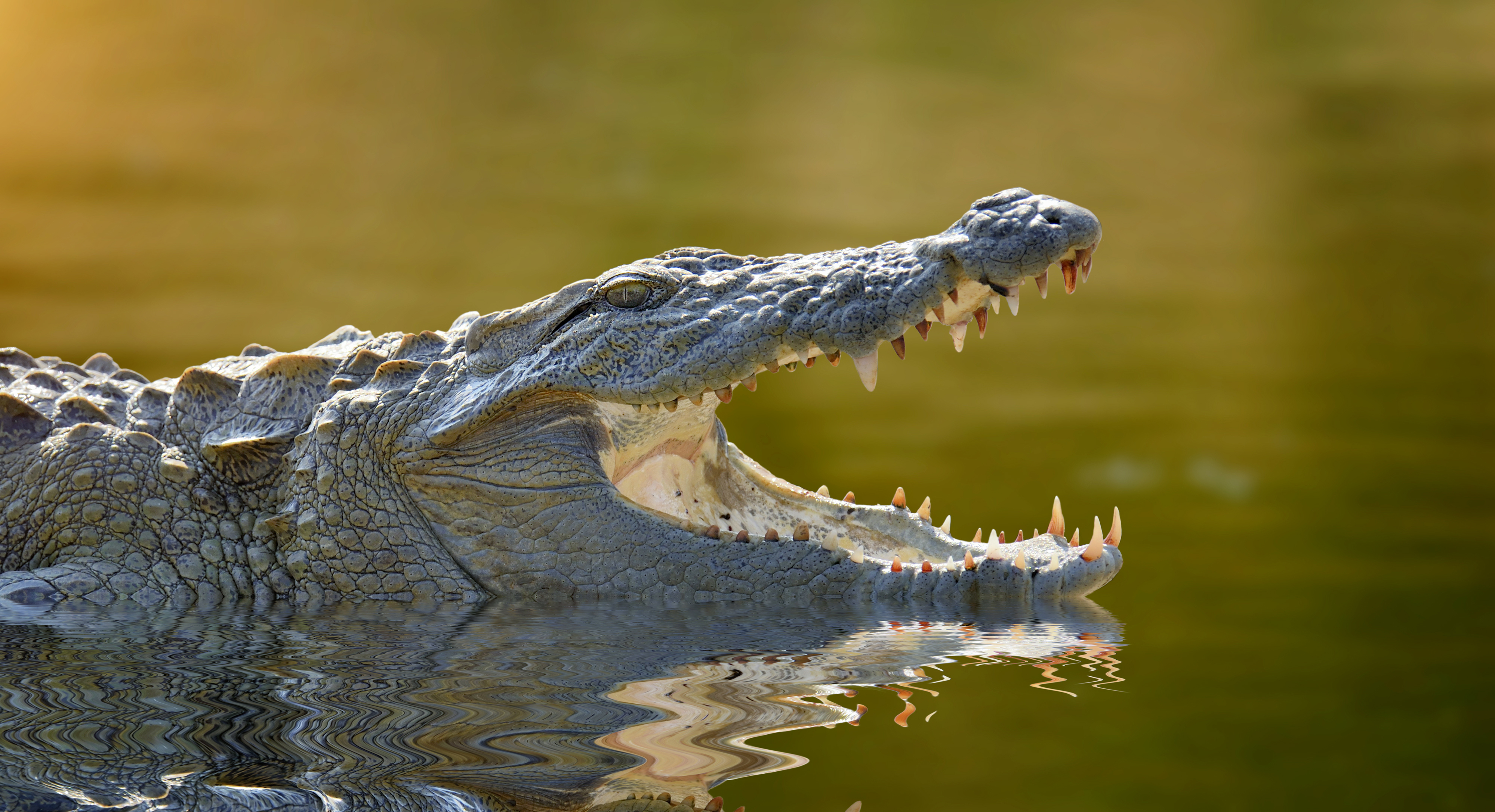 World Crocodile Day