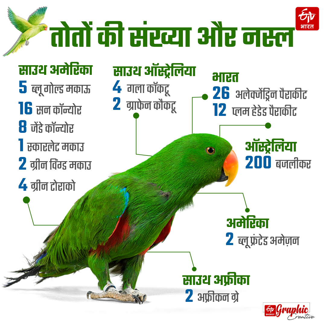 VIP Parrots Eat Dry Fruits Nuts