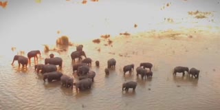 Elephant Viral Video In Assam