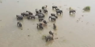 Wild elephants search for food outside Kaziranga National Park