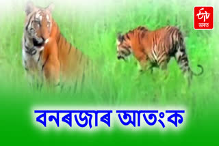 Royal Bengal Tiger Roaming Freely