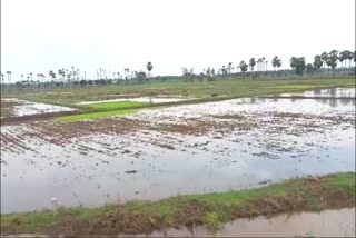 crops_damaged_in_krishna_district