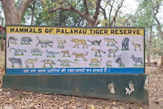Food in Palamu Tiger Reserve
