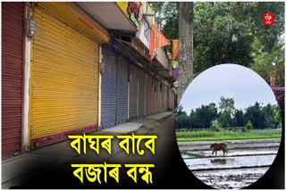 TIGER SCARE IN NAGAON