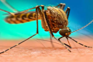 Malaria cases in Bilaspur Four patients found one is critical