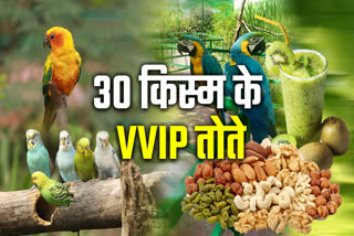 INDORE PARROTS VIP TREATMENT